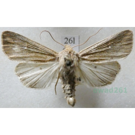 Mythimna impura (Hübner, 1808) Mokradlica bezwstydniczka Czech26l